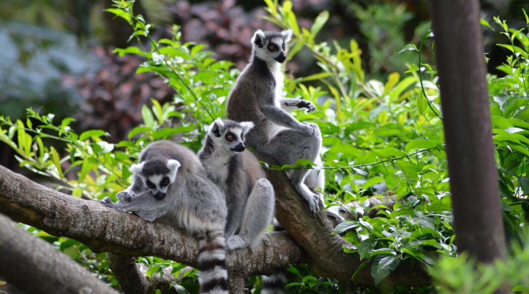 grupa lemurów siedzi na drzewie wśród zieleni - climate now